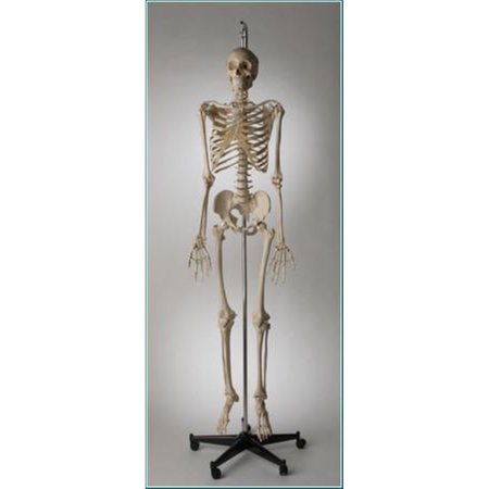 DENOYER-GEPPERT Anatomical Model, Prem Special Edition Skltn Hang up Mount S61SP